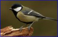 Welke vogel eet wat?
